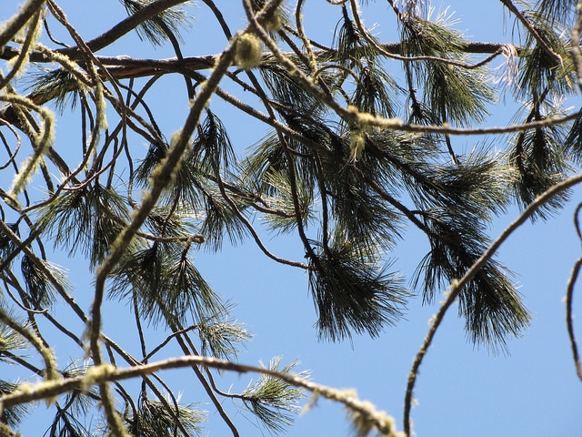 Pin à gros cônes