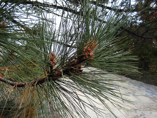 Pin à gros cônes