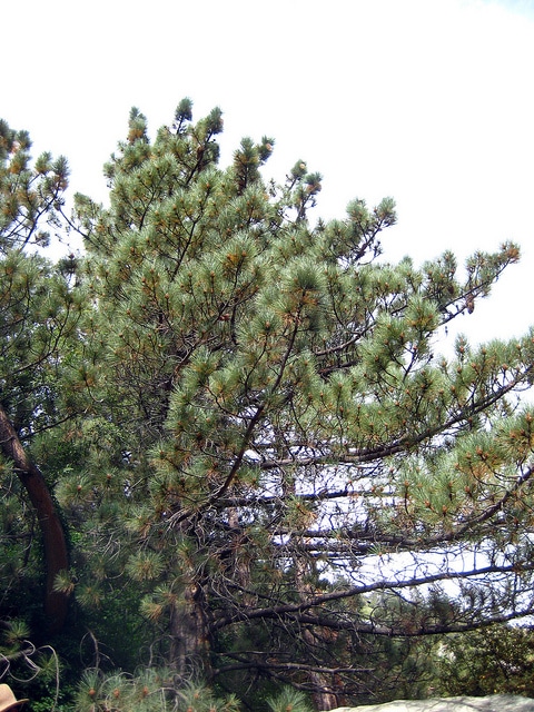 Pin à gros cônes