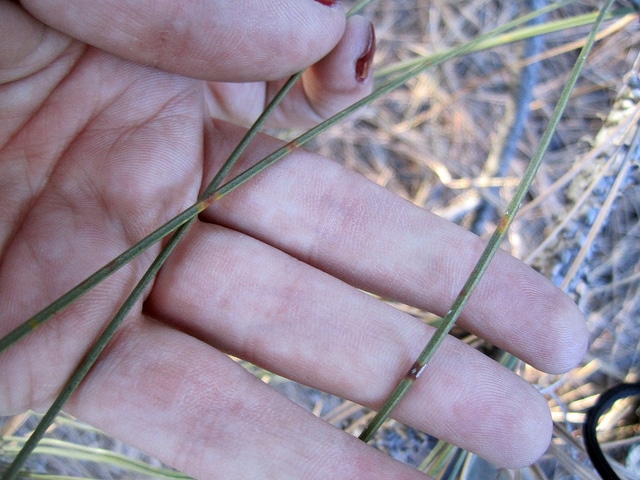 Pin à gros cônes (Pinus coulteri)