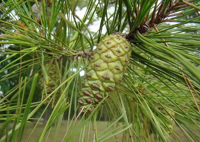 Pinus echinata (Pinus echinata)