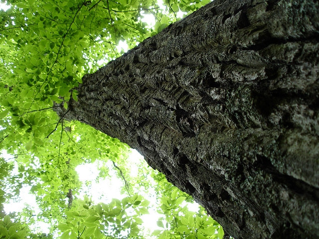 Pinus echinata