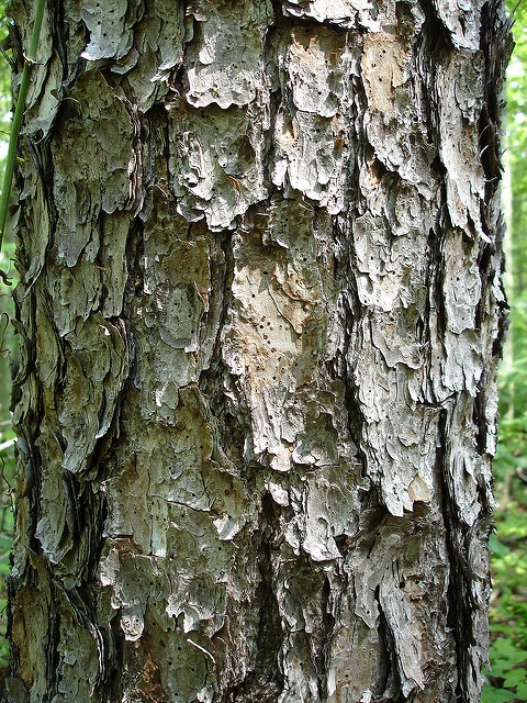Pinus echinata