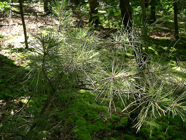 Pinus echinata