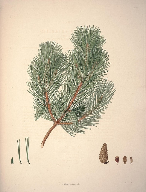 Pinus echinata