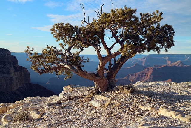Pinus edulis