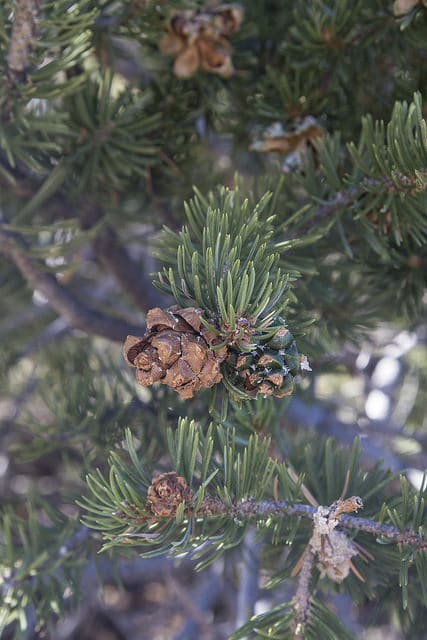 Pinus edulis