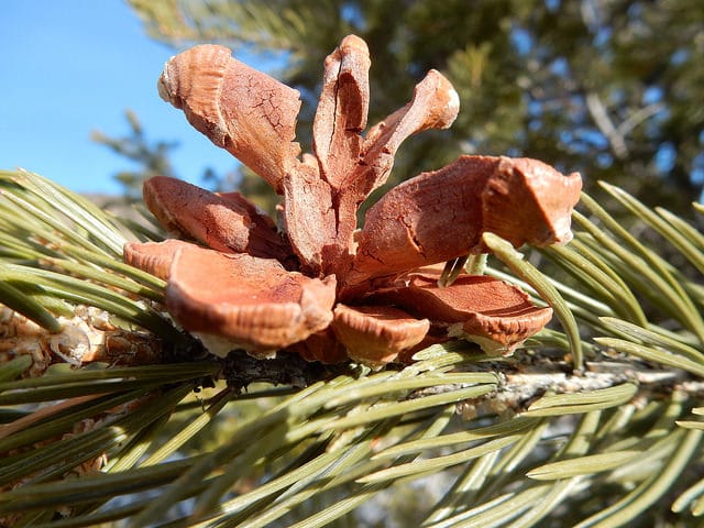 Pinus edulis