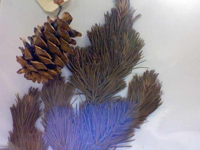 Pin flexible (Pinus flexilis)