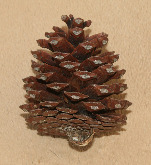Pin blanc de provence