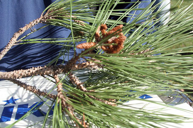 Pin blanc de provence
