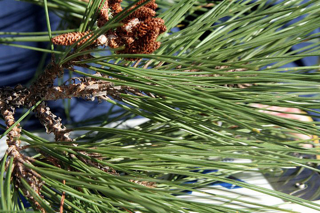 Pin blanc de provence