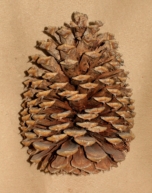 Pin de jeffrey (Pinus jeffreyi)