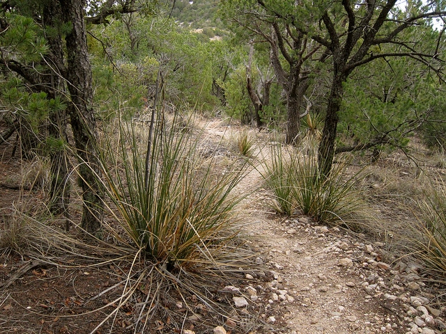 Pinus johannis