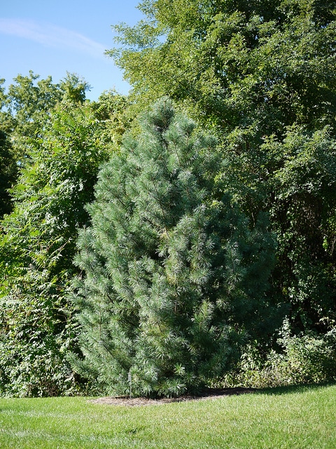 Pin blanc de corée