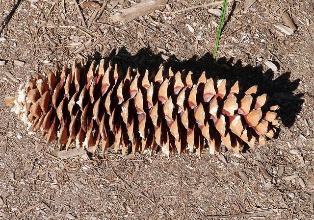 Pinus lambertiana (Pinus lambertiana)