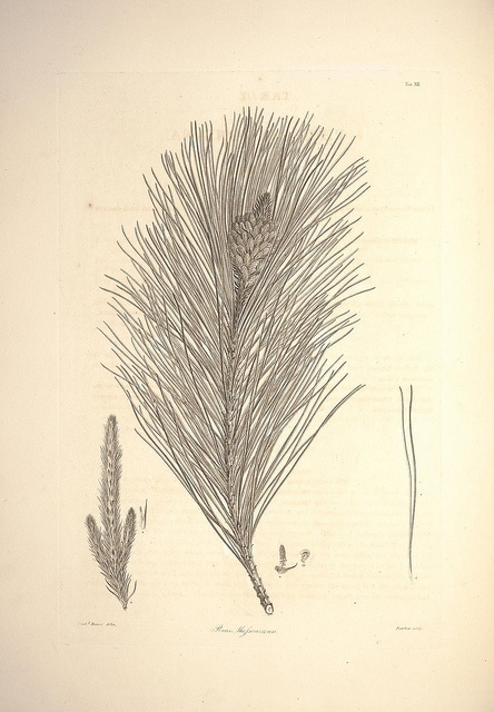 Pinus massoniana
