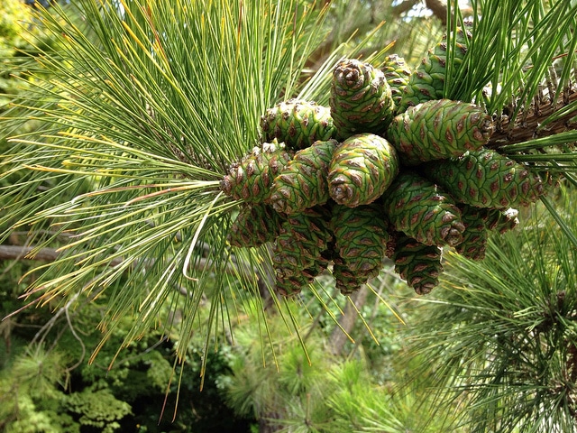 Pinus massoniana