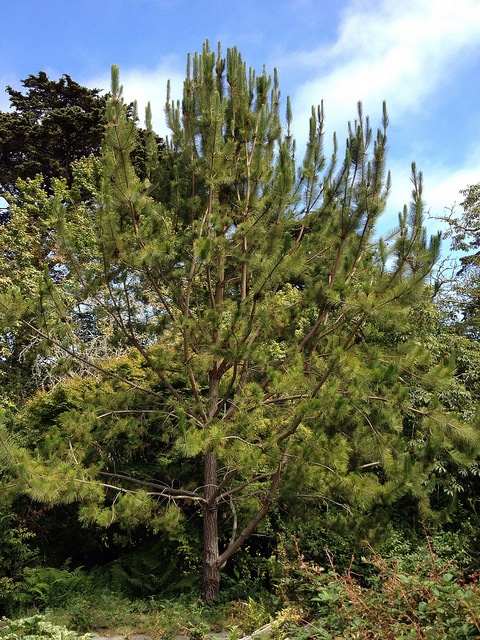 Pinus massoniana