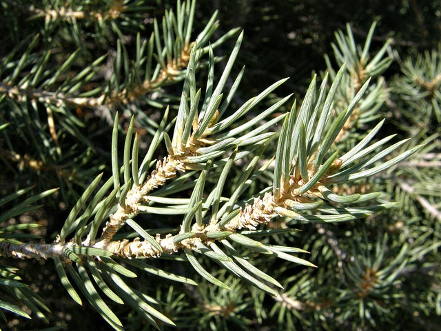 Pinus monophylla (Pinus monophylla)