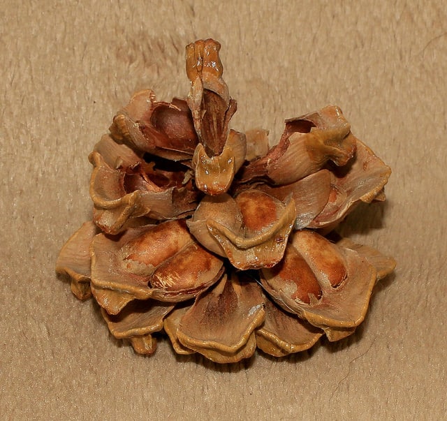 Pinus monophylla