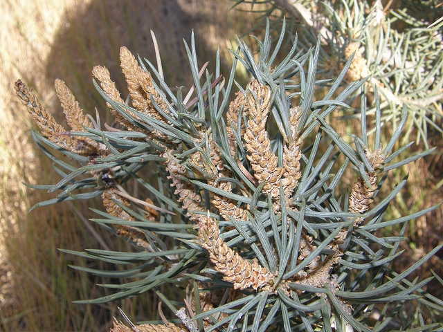 Pinus monophylla