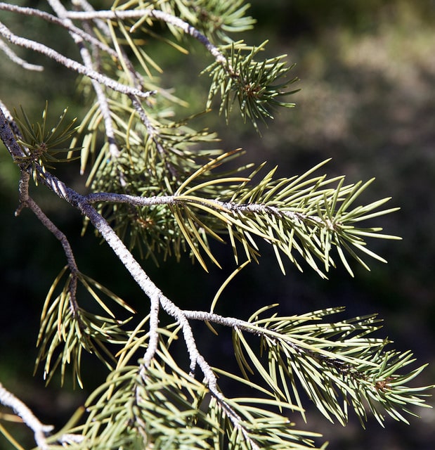 Pinus monophylla