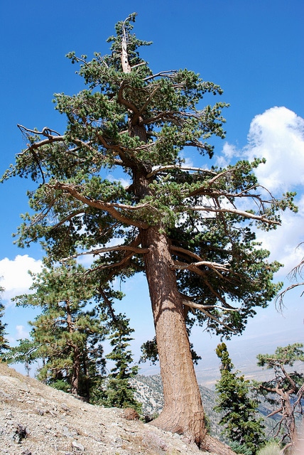 Pinus monophylla