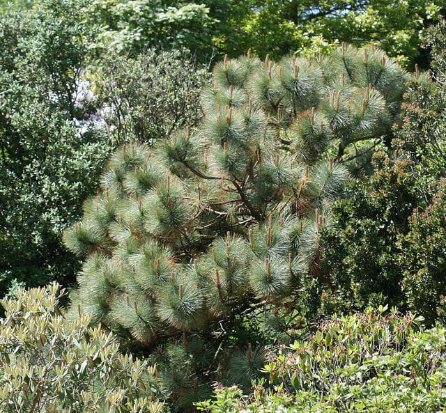 Pinus montezumae