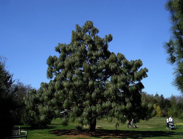 Pinus montezumae