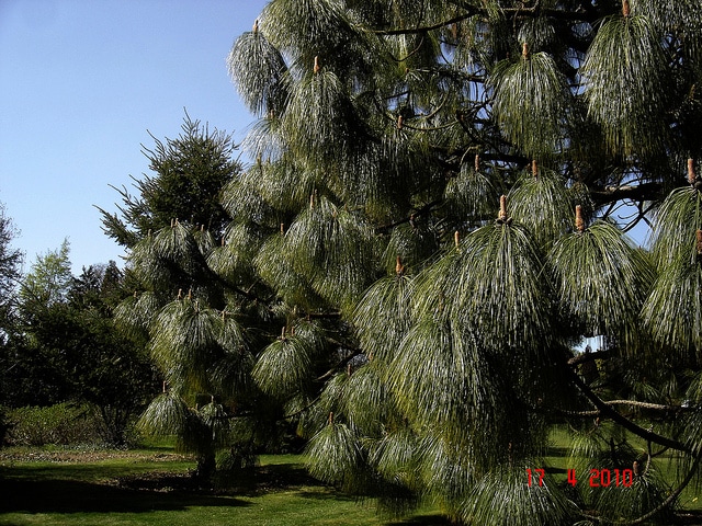 Pinus montezumae