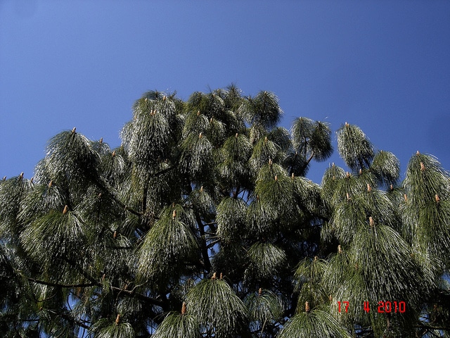Pinus montezumae
