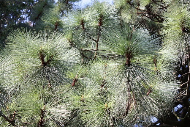 Pinus montezumae