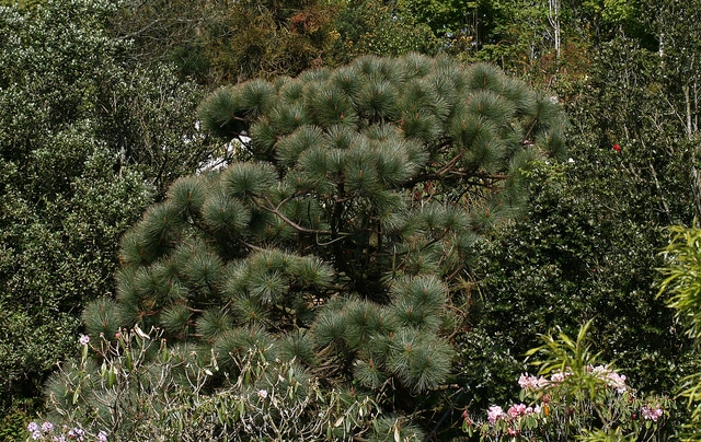 Pinus montezumae (Pinus montezumae)