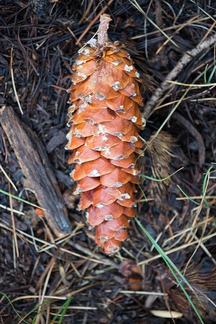 Pin argenté (Pinus monticola)