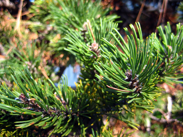 Pin de montagne
