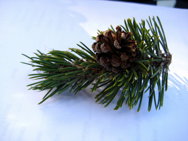 Pin de montagne