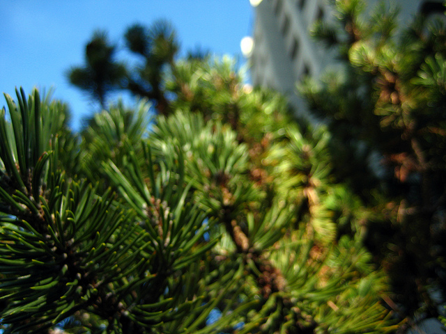 Pin de montagne