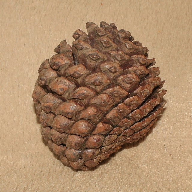 Pinus muricata (Pinus muricata)