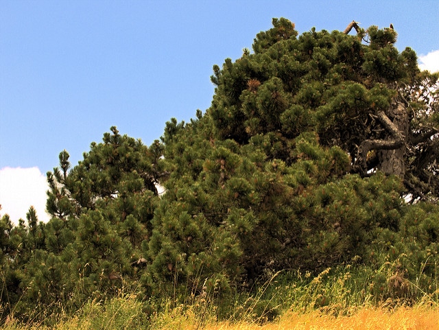 Pinus muricata