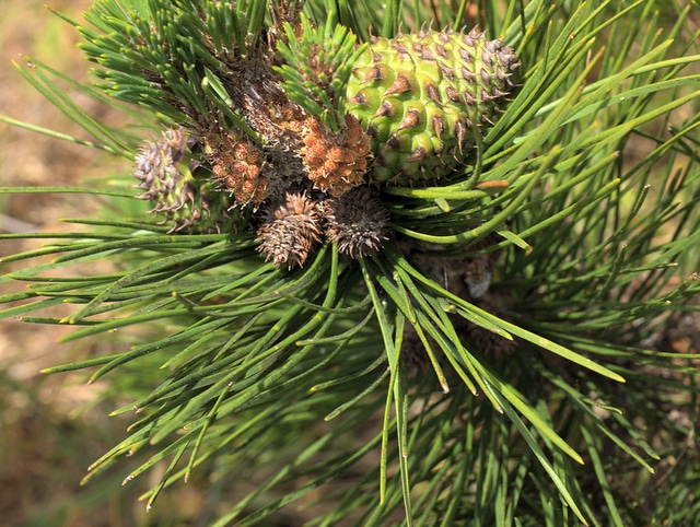 Pinus muricata