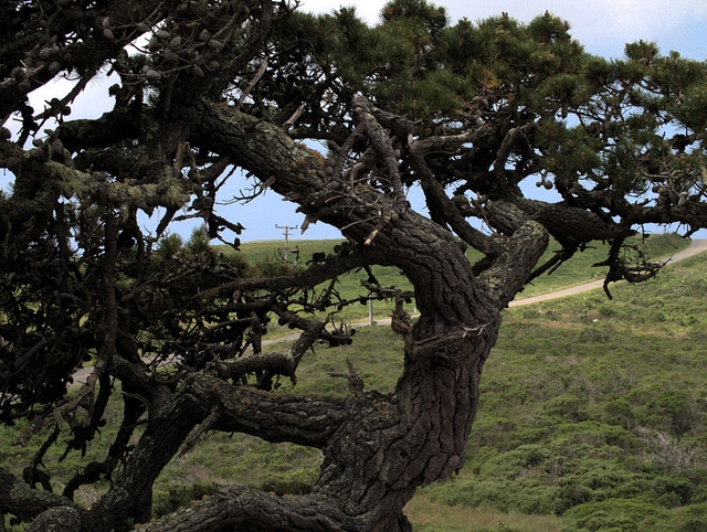 Pinus muricata