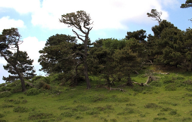Pinus muricata