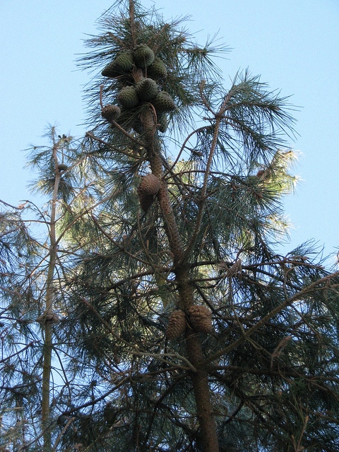 Pinus muricata
