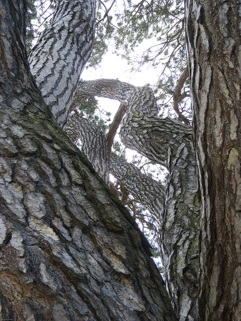 Pinus nigra