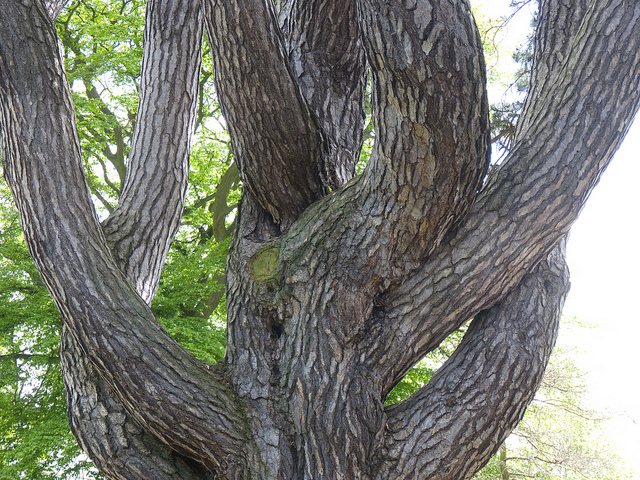 Pinus nigra
