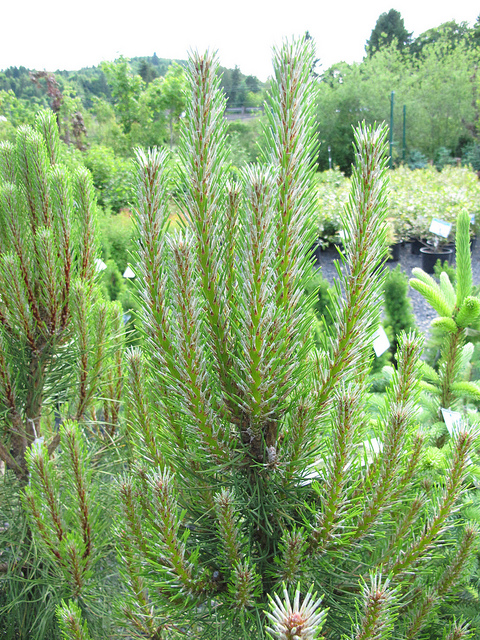 Pinus nigra