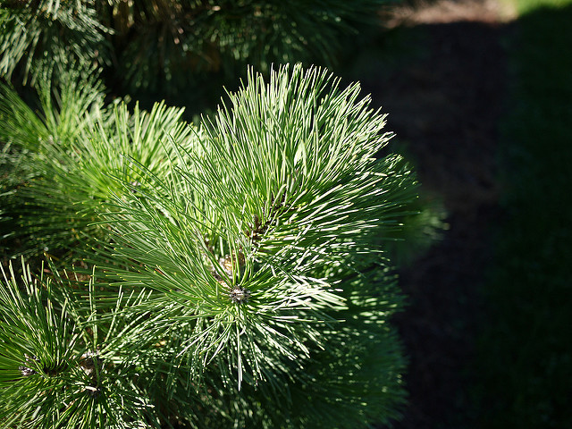 Pinus nigra
