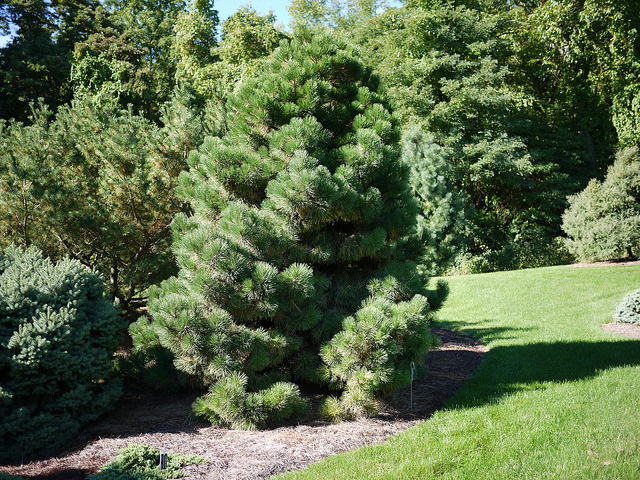 Pinus nigra