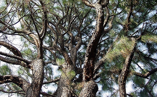 Pin des marais (Pinus palustris)